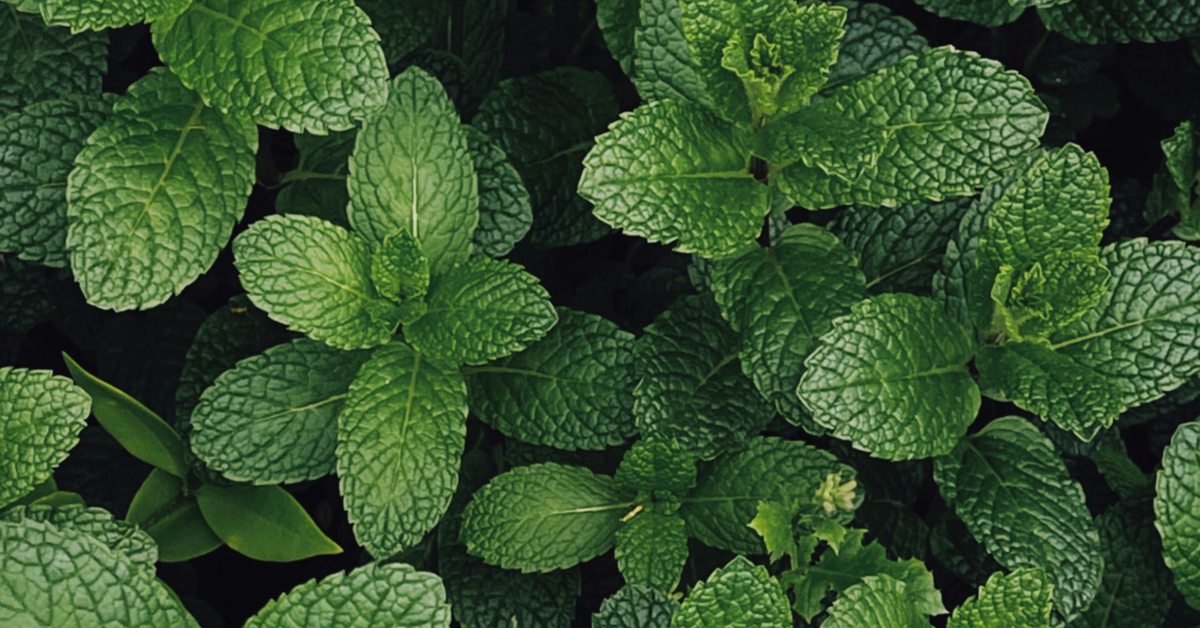 Mint Unsplash