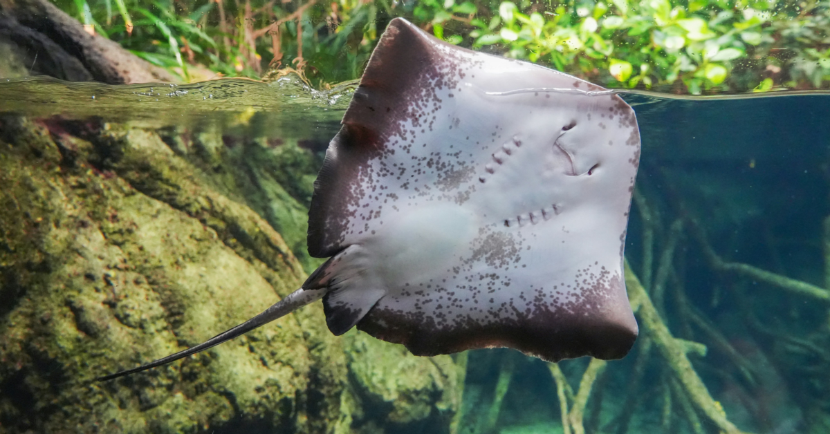 Stingray Unsplash